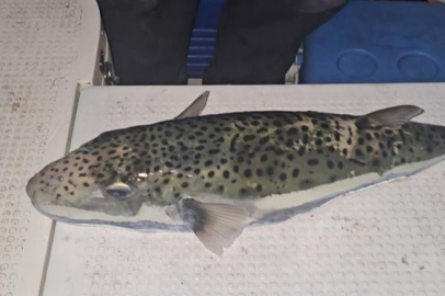 Gemlik Körfezi’nde benekli balon balığı yakalandı