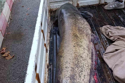 Bursa'da 65 kiloluk dev yayın balığı yakalandı