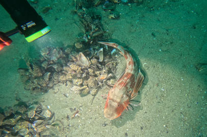 Marmara Denizi’nin ekolojik yapısı mercek altında