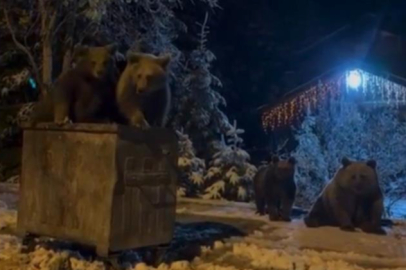 Bursa'da kış uykusuna yatmayan ayılar görüntülendi