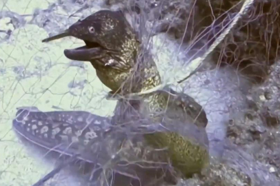 Hayalet ağlarla mücadelede 420 milyon metrekare alan tarandı