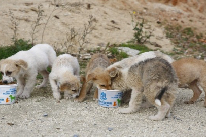 Bursa Hayvan Hakları Platformu’ndan sokak hayvanları için anlamlı çağrı