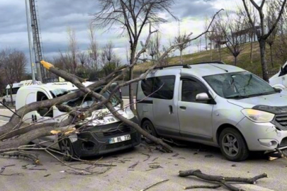 Bursa'da seyir halindeki araçların üzerine ağaç devrildi