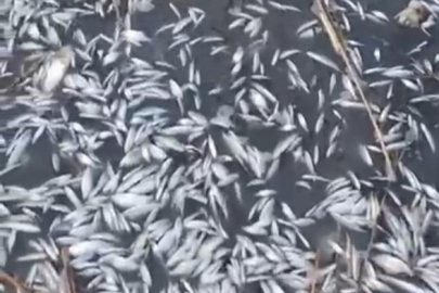 Bursa Uluabat Deresi’nde binlerce balık ölü bulundu