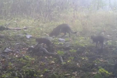 Uludağ'da sisler arasında anne yaban kedisi ve yavruları görüntülendi