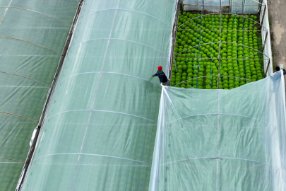 Lodostan zarar gören seralara Büyükşehir desteği
