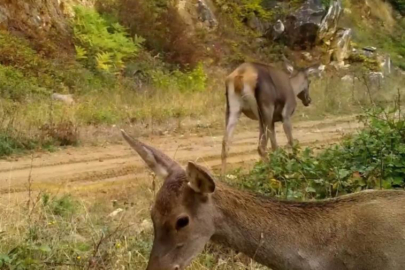 Bursa'nın kızıl geyikleri fotokapana takıldı