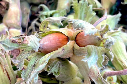 Uludağ'ın fındığı destek bekliyor