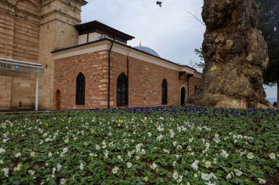 Bursa kışın da çiçek bahçesine dönüşüyor