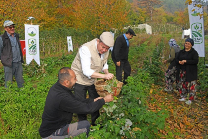 Osmangazi Belediyesinden dağ köylerinde ahududu seferberliği: Hedef 100 dönüm