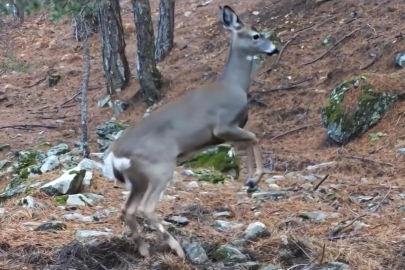 Uludağ'da fotokapana bu sefer karaca yakalandı