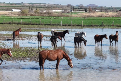 Bursa'da milyonluk yarış atları da su altında kaldı