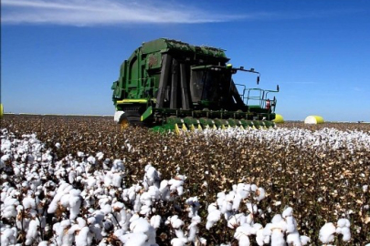 CHP’li Sarıbal: “Pamukta 34 milyar dolar ithalata gitti, iktidar üretimden kaçışı teşvik ediyor”