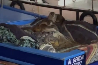 Aç kalan anne su samuru ve yavruları Gemlik’te tekneye sığındı