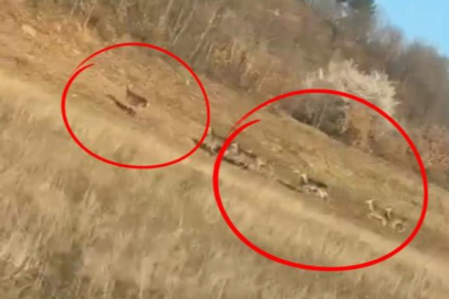 Bursa'da geyik sürüsü görüldü