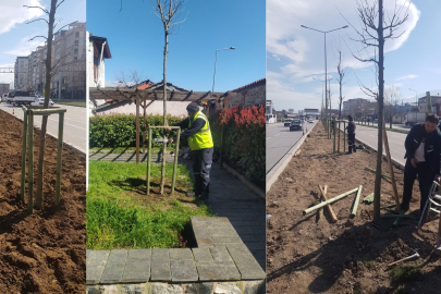 Bursa’nın 700 yıllık mirası 700 çınarla kök salıyor