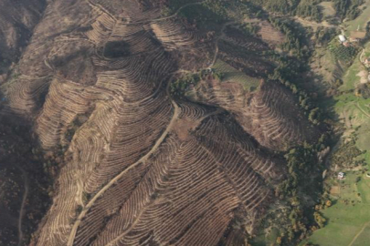 Bursa'da yanan ormanlar 8 ayda yeniden can buldu