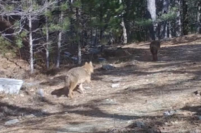 Uludağ’da Altın Çakallar fotokapana yakalandı
