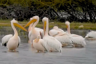 Göç eden pelikanlar Bursa’da mola verdi