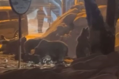 Uludağ'da kış uykusundan uyanan ayı ailesi yemek için Sarıalan'a indi