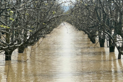 Bursa’da yüzlerce dönüm şeftali ve armut bahçesi su altında