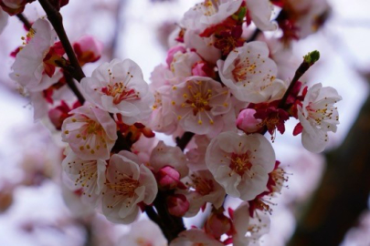 İznik çiçek bahçesine büründü