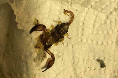 Bursa'da akrep sokan kadın hastanelik oldu