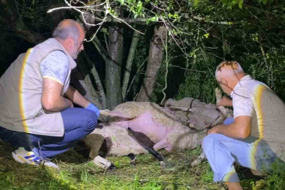 Bursa'da sürüye yıldırım isabet etti: 6 küçükbaş hayvan telef oldu
