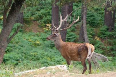 Bursa'da katliam ihalesi: Kızıl geyikler tehlikede