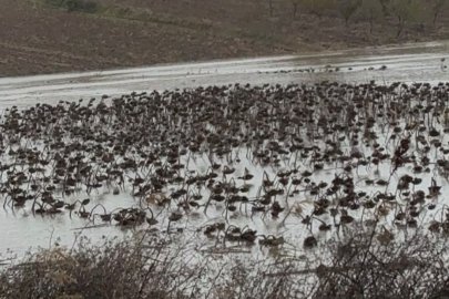 Nilüfer çayı taştı, ekili alanlar su altında kaldı