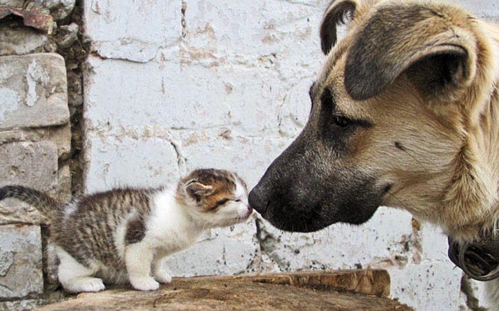 Bir sokak köpeği ve yavru kedi birbirlerine burnunu sürtüyor
