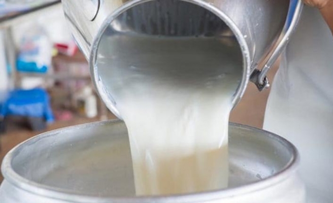 Metal bir kapa çiğ süt dökülüyor