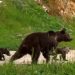 Fotoğrafta ormanlık arazide yürüyen yetişkin ayı ve iki yavrusu görüntülenmiş.
