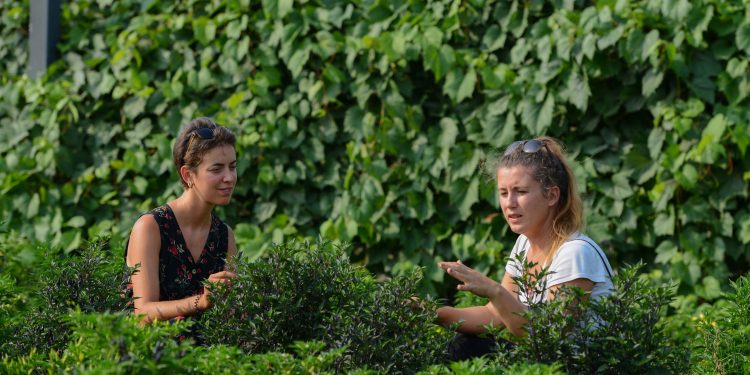 İki kadın yeşilliklerin içinde yaprakları inceliyor