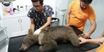 Klinikte iki veteriner, sedyeye yatırılan ayıyla ilgileniyor