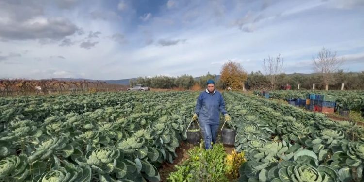 Brüksel yetiştirilen bir tarlada bir çiftçi elinde tuttuğu iki kova içersinde Brüksel lahanası taşıyor.