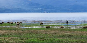 Göl kenarında otlayan koyunlar ve başlarında bekleyen bir çoban.